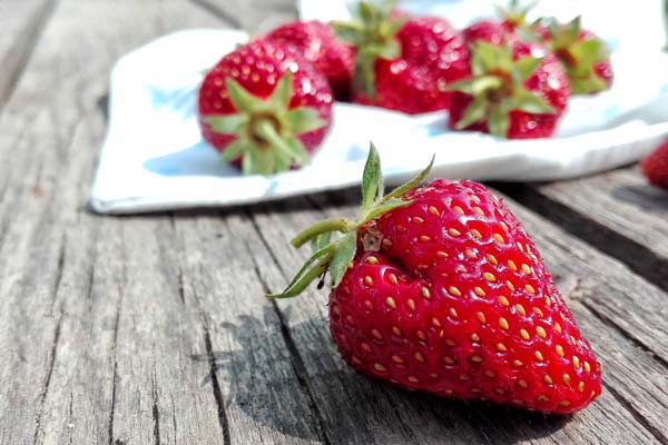 运城临猗苹果树培育