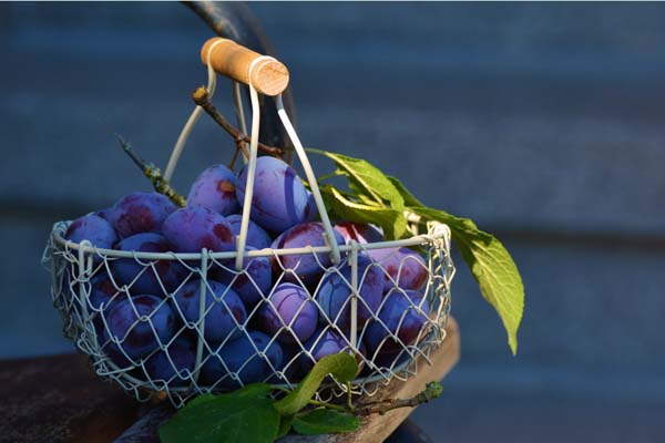 运城临猗苹果采摘